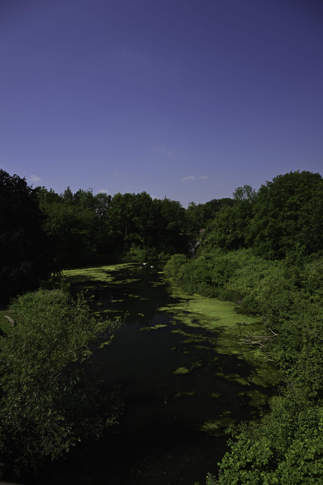 Natuur Zomer Nederland